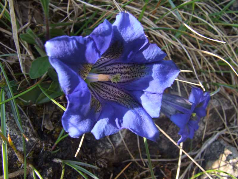 Fioritura di genziane G. kochiana e G. clusii